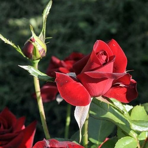 Rosa Niccolo Paganini ® - roșu - trandafir pentru straturi Floribunda